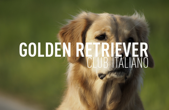 GOLDEN RETRIEVER CLUB ITALIANO